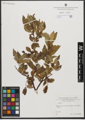 Foto von Salix L.